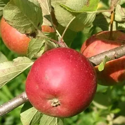 Яблоня ПОСПЕХ в Москве