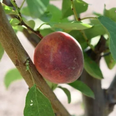 Плумкот БИРИКОККОЛО СУЗИНКОККО — описание сорта Плумкот БИРИКОККОЛО СУЗИНКОККО в Москве