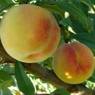 Персик ДОНЕЦКИЙ ЖЕЛТЫЙ — описание сорта Персик ДОНЕЦКИЙ ЖЕЛТЫЙ в Москве