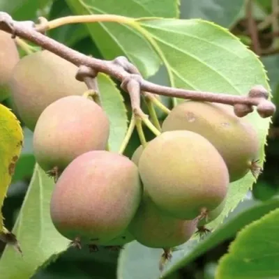 Актинидия ГИБРИДНАЯ КОЛБАСИНОЙ в Москве