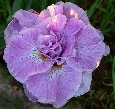 Ирис ИМПЕРИАЛ ОПАЛ сибирский в Москве