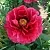 Пион КРАСНЫЙ ГИГАНТ древовидный в Москве