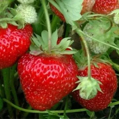 Клубника КОРОНА в Москве