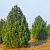 Сосна черная ПИРАМИДАЛИС в Москве