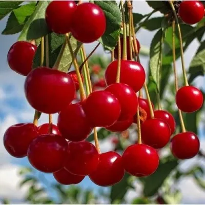 Вишня ФЛОРА степная — описание сорта Вишня ФЛОРА степная в Москве