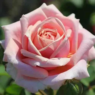 Саженцы роз ФРЕДРИК МИСТРАЛЬ чайно-гибридная в Москве