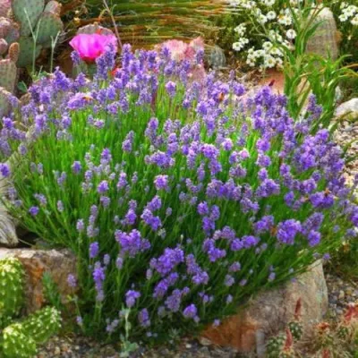 Лаванда ДВАРФ БЛЮ узколистная — описание сорта Лаванда ДВАРФ БЛЮ узколистная в Москве