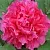 Пион АЛАЯ ВОЛНА древовидный в Москве