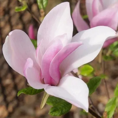 Магнолия БЕТТИ — описание сорта Магнолия БЕТТИ в Москве