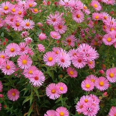 Астра Рудельсбург Астра Рудельсбург