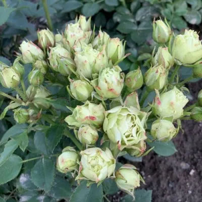 Саженцы роз ЛУВИАНА спрей в Москве