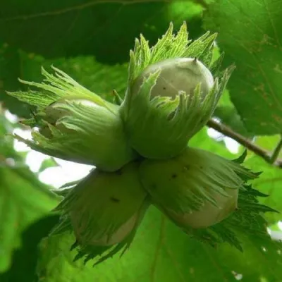 Фундук ЯМОМОТА — описание сорта Фундук ЯМОМОТА в Москве