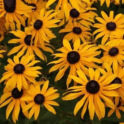 Рудбекия ГОЛДШТУРМ блестящая Рудбекия ГОЛДШТУРМ блестящая