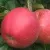 Яблоня РУБИН в Москве