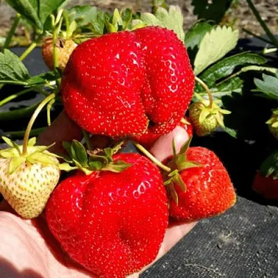 Клубника АПРИКА  Клубника АПРИКА в Москве