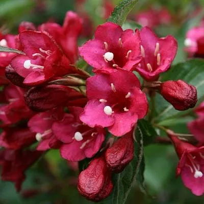 Вейгела ЕВА РАТКЕ  Вейгела ЕВА РАТКЕ в Москве