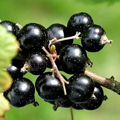 Смородина чёрная ЦЕРЕРА  Смородина чёрная ЦЕРЕРА в Москве