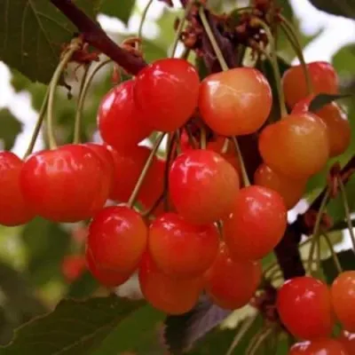 Черешня ДОНЧАНКА в Москве
