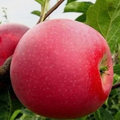 Яблоня АЙДАРЕД — описание сорта Яблоня АЙДАРЕД в Москве