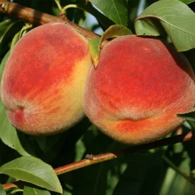 Персик МАРИЯ в Москве