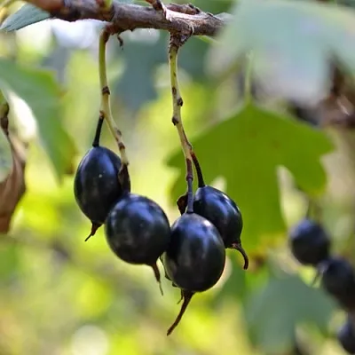 Смородина золотистая ДУСТЛИК  Смородина золотистая ДУСТЛИК в Москве