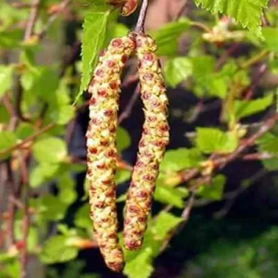 Береза бородавчатая — описание сорта Береза бородавчатая в Москве