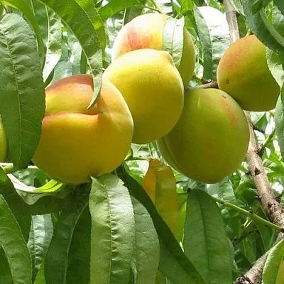 Персик СЕЯНЕЦ СТАРКА  Персик СЕЯНЕЦ СТАРКА в Москве