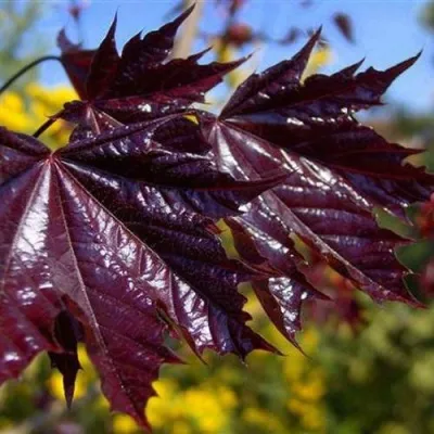 Клен ФАССЕН БЛЭК остролистный в Москве