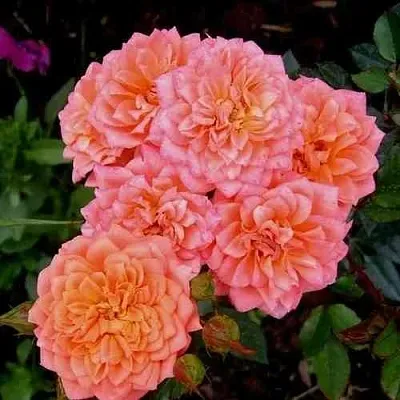 Саженцы роз НИНЕТТА спрей в Москве