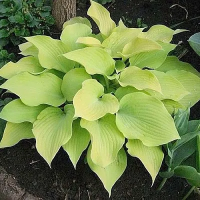 Хоста БАНАНА КИД гибридная  Хоста БАНАНА КИД гибридная в Москве