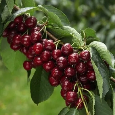 Вишня ОБЛАЧИНСКАЯ — описание сорта Вишня ОБЛАЧИНСКАЯ в Москве