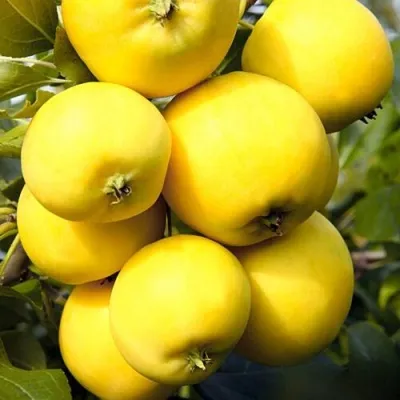 Яблоня УРАЛЬСКОЕ НАЛИВНОЕ — описание сорта Яблоня УРАЛЬСКОЕ НАЛИВНОЕ в Москве