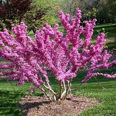 ЦЕРЦИС канадский  в Москве