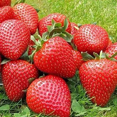 Клубника ЭЛИАНЕ  Клубника ЭЛИАНЕ в Москве