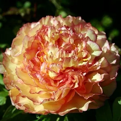 Пион ЗОЛОТАЯ РОССЫПЬ древовидный в Москве