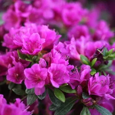 Азалия ХИРОКА японская — описание сорта Азалия ХИРОКА японская в Москве