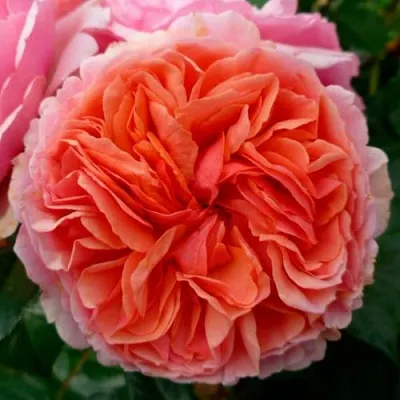 Саженцы роз ЧИППЕНДЕЙЛ чайно-гибридная в Москве