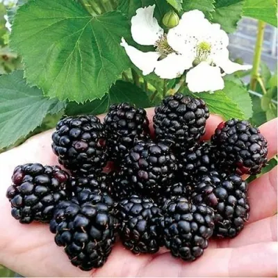 Ежевика РУБЕН ремонтантная — описание сорта Ежевика РУБЕН ремонтантная в Москве