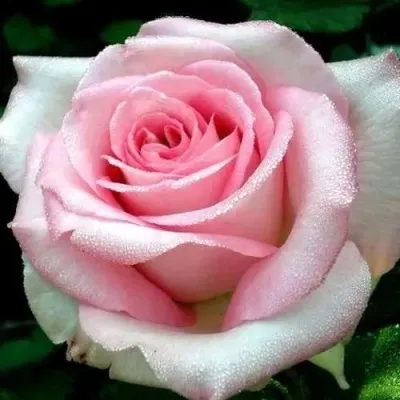 Саженцы роз ЭММА ДЕ МЕЙЯН чайно-гибридная — описание сорта Саженцы роз ЭММА ДЕ МЕЙЯН чайно-гибридная в Москве