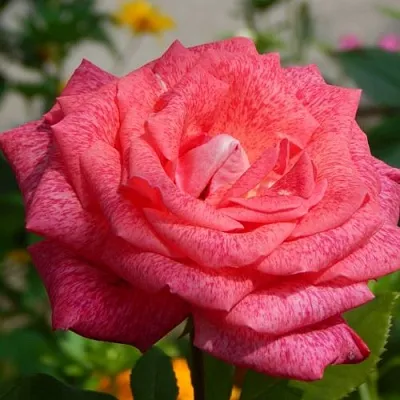 Саженцы роз ПЬЕР КАРДЕН чайно-гибридная в Москве