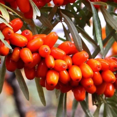 Облепиха ДЖЕМОВАЯ — описание сорта Облепиха ДЖЕМОВАЯ в Москве