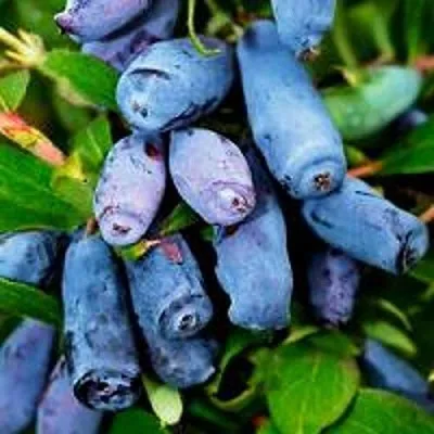 Жимолость съедобная ВОЛХОВА  Жимолость съедобная ВОЛХОВА в Москве