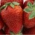 Клубника ФЛАМИНИЯ в Москве