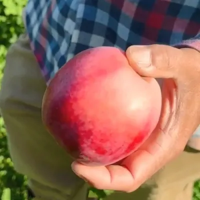 Яблоня АЗЕРБАЙДЖАНЕЦ декоративная в Москве