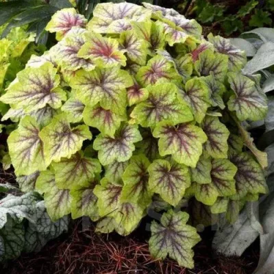 Гейхера ФАЕР ФРОСТ в Москве