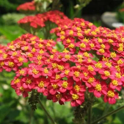 Тысячелистник ПАПРИКА обыкновенный — описание сорта Тысячелистник ПАПРИКА обыкновенный в Москве