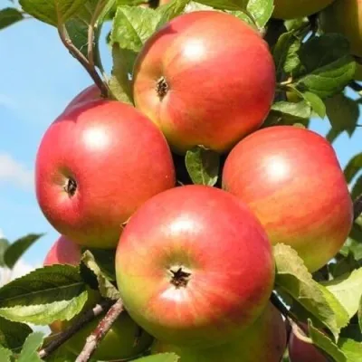 Яблоня ФРИДОМ в Москве