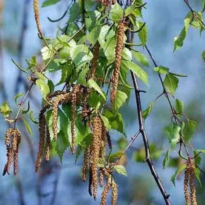 Береза повислая — описание сорта Береза повислая в Москве