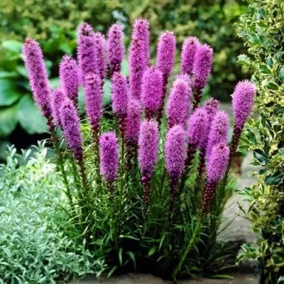 Лиатрис РОЗЕА колосковая — описание сорта Лиатрис РОЗЕА колосковая в Москве