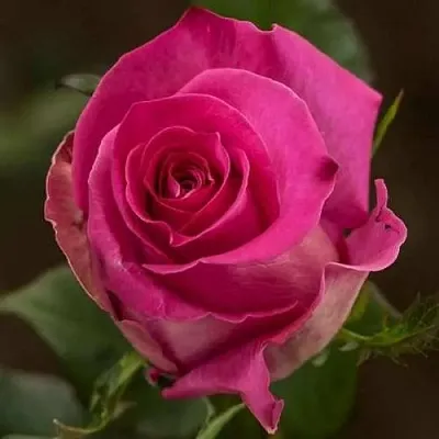 Саженцы роз ТОПАЗ чайно-гибридная  Саженцы роз ТОПАЗ чайно-гибридная в Москве